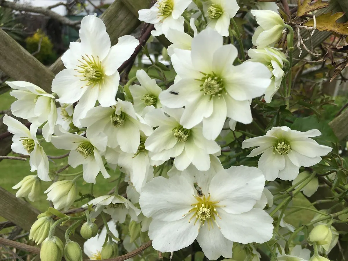 Clematis House Gloucester Road location